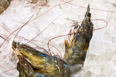 shrimp raw in ice  isolated on white background, front view from the top, technical cost-up.の写真素材