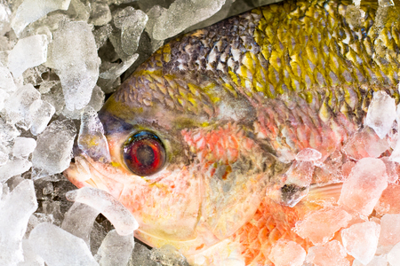 fish raw in ice  isolated on white background, front view from the top, technical cost-up.