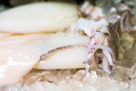 squid raw in ice isolated on white background, front view from the top, technical cost-up.の写真素材
