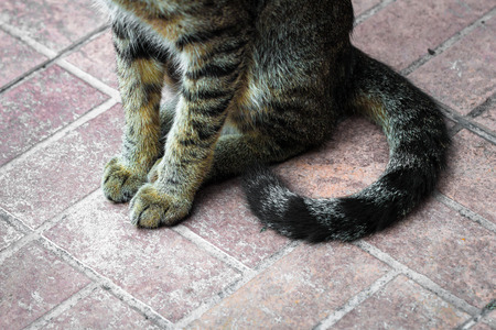 Street cat isolate on blackground,front view from the top, technical cost-up.の写真素材