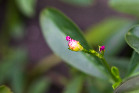 pink small flowers isolate on blackground in sping sumer,front view from the top, technical cost-up.の写真素材