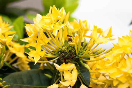 yellower spike floweron blackground,front view from the top, technical cost-up.の写真素材