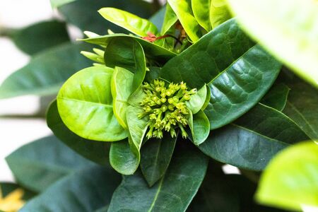 green tone leaf isolate on blackground in sping sumer,front view from the top, technical cost-up.の写真素材
