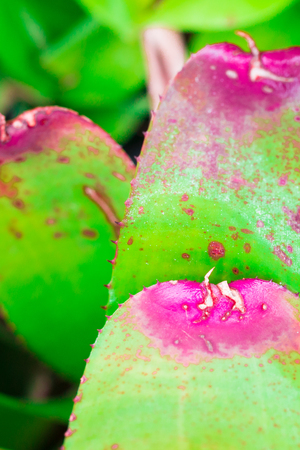 Aeonium isolate on background in sping sumer,front view from the top, technical cost-up.の写真素材