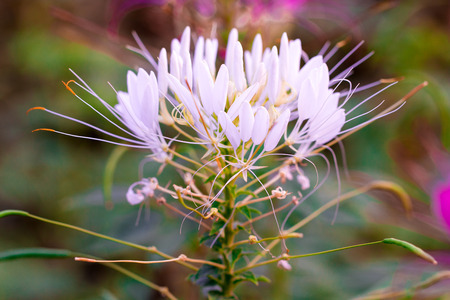 Pink and wihite Spider flower ,Cleome hassleriana isolate in sping sumer after raining in the morning, technical cost-up.の写真素材