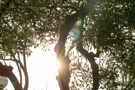 tree refection light morning solate on blackground in sping sumer,front view from the top, technical cost-up.の写真素材