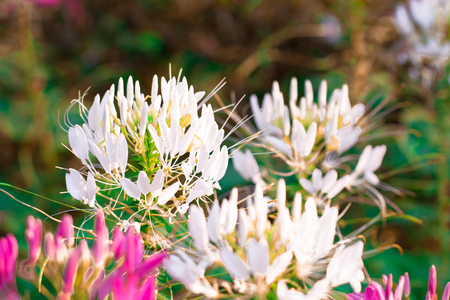Pink and wihite Spider flower ,Cleome hassleriana isolate in sping sumer after raining in the morning, technical cost-up.の写真素材