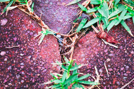 green,yellow,red tone leaf isolate on background in spring summer,front view from the top, technical cost-up.の写真素材