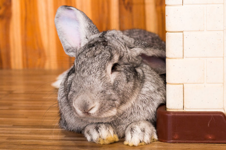 giant rabbit in easter day isolate on background,front view from the top, technical cost-up.の写真素材