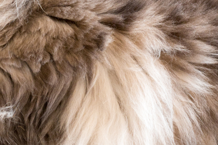 cat,kitty isolate on background,front view from the top, technical cost-up.