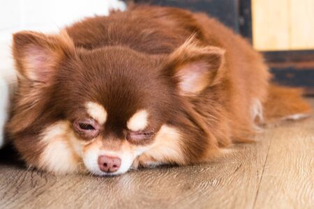 chihuahua,dog in puppy day isolate on background,front view from the top, technical cost-up.の写真素材