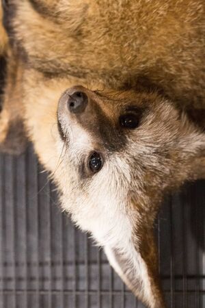 fox,dog isolate on background,front view from the top, technical cost-up.の写真素材