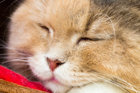 cat,kitty isolate on background,front view from the top, technical cost-up.の写真素材