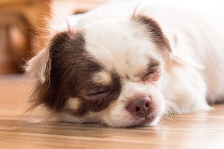 chihuahua,dog in puppy day isolate on background,front view from the top, technical cost-up.の写真素材