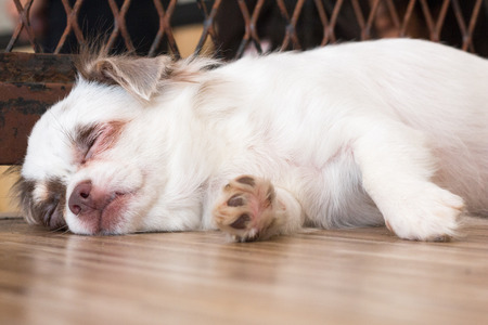 chihuahua,dog in puppy day isolate on background,front view from the top, technical cost-up.の写真素材