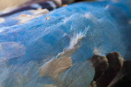 dead  Dove in Day of Peace ,World Peace Day, technical cost-up.の写真素材