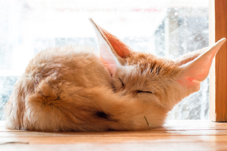 fennec fox 1 year in puppy day isolate on background,front view from the top, technical cost-up.の写真素材