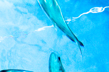 Underwater world landscape ,Colorful coral reef and sea wave with fish and sharkの写真素材