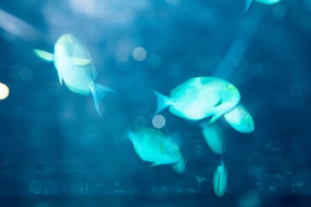 Underwater world landscape ,Colorful coral reef and sea wave with fish and sharkの写真素材