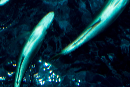 Underwater world landscape ,Colorful coral reef and sea wave with fish and sharkの写真素材