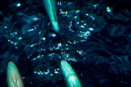 Underwater world landscape ,Colorful coral reef and sea wave with fish and sharkの写真素材