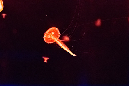 Underwater world landscape ,Colorful coral reef with jellyfish