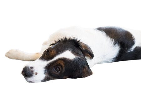 tricolor Australian shepherd isolate on white background,front view , technical cost-up.の写真素材