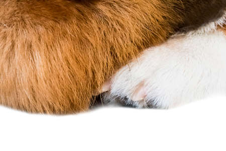 Pembroke Welsh Corgi isolate on background,front view , technical cost-up.の写真素材