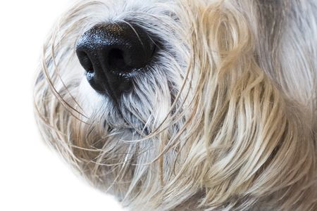 Yorkshire Terrier isolate on white background,front view , technical cost-up.