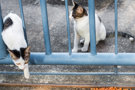 Feed food street cat isolate on background,front view from the top, technical cost-up.の写真素材