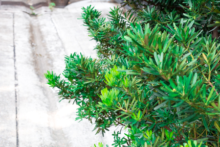 Creative green leaf  pattern and texture design with  background bannerの写真素材