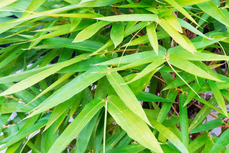 Creative green leaf  pattern and texture design with  background bannerの写真素材