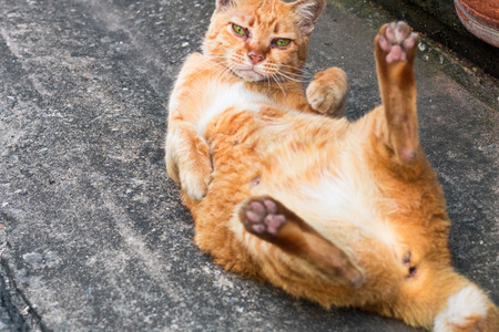 Street cat isolate on background,front view from the top, technical cost-up.の写真素材