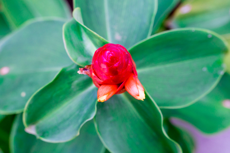 Vintage Spiked Spirlaflag Ginger, Costus spicatus pastel color to Creative  pattern and texture...