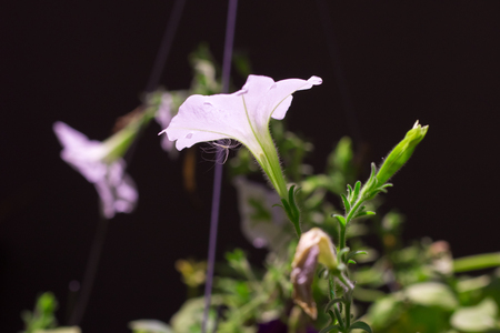 Vintage Pea flowers pastel color to Creative  pattern and texture design with  background bannerの写真素材