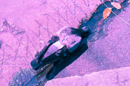 Dove in Day of Peace ,World Peace Day, technical cost-up.の写真素材