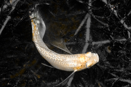 Guppy.Poecilia reticulata fish swimming in natural canals.Black and white color.Copy space.(Color...