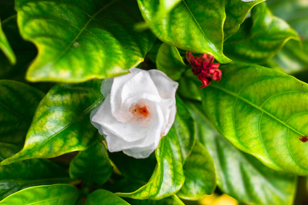 Jasmine to creative for design and decoration isolate on background.Copy space.(Soft focus)の写真素材
