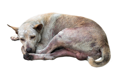 Dirty street dog sleep on white background.Closed up.Clipping pathの写真素材