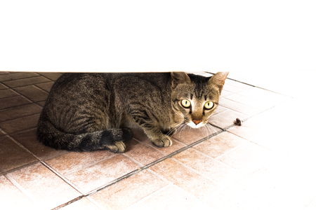 Portrait of brown eyed tabby cat catch cockroach death isolated on background.(Copy space)の写真素材