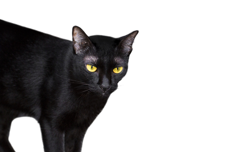 Black cat to creative for design and decoration isolate on background.Copy space.Clipping pathの写真素材