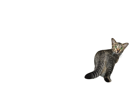 Portrait of yellow eyed tabby cat. Kitty isolated on background.Copy space.の写真素材