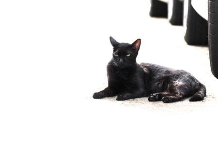 Street black cat on floor near car.Copy space.の写真素材