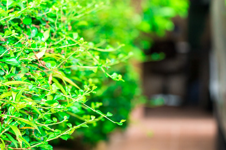 Leaf green on background.Copy spaceの写真素材