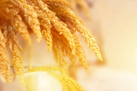 Rice straw with sunlight.Copy space.Soft focus and Over light.の写真素材