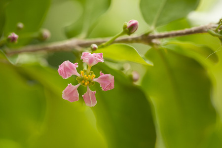 Flowering Acerola cherry trees in Thailand. Acerola cherry blossom trees, Select  focus, soft focus,