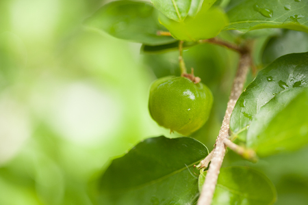 Thailand green Acerola cherry. Select  focus, soft focus, high vitaminの写真素材