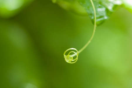 Beautiful top gourd, Ivy gourd on nature wall, The concept of hopeの写真素材