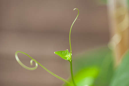 Beautiful top gourd, Ivy gourd on nature wall, The concept of hopeの写真素材