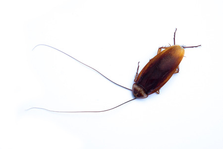 Top view dead cockroach on white background.の写真素材